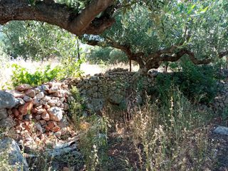 Οικόπεδο 748 τ.μ. για πώληση, Μεσσηνία, Λεύκτρος-thumb-8