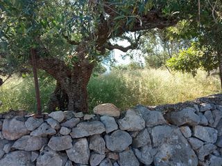 Οικόπεδο 748 τ.μ. για πώληση, Μεσσηνία, Λεύκτρος-thumb-17
