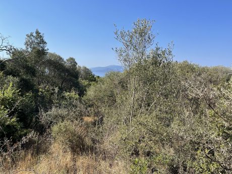 Αγροτεμάχια 5.453 τ.μ. για πώληση