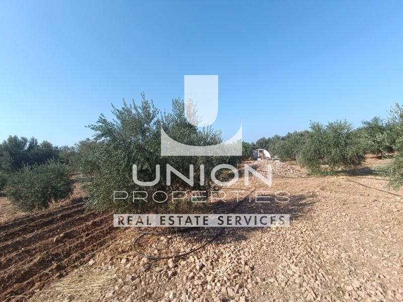 Αγροτεμάχια 8.600 τ.μ. πρός πώληση, Αττική - Υπόλοιπο, Μαρκόπουλο