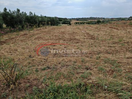 Αγροτεμάχια 2.600 τ.μ. προς πώληση