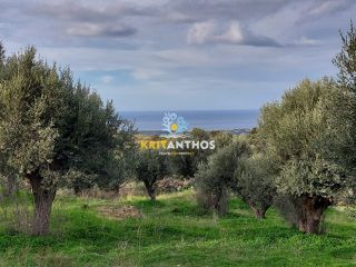 Αγροτεμάχια 2.300 τ.μ. για πώληση