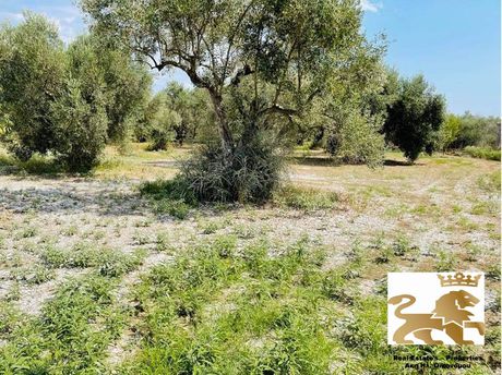 Parcel 6.000sqm for sale-Lamia