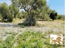 Αγροτεμάχια 6.000τ.μ. για πώληση-Λαμία