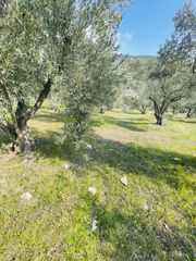 Αγροτεμάχια 22.000 τ.μ. για πώληση
