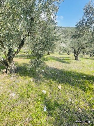 Αγροτεμάχια 22.000 τ.μ. για πώληση, Φθιώτιδας, Λαμία