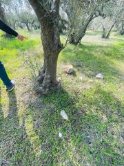 Αγροτεμάχια 22.000 τ.μ. για πώληση, Φθιώτιδας, Λαμία-thumb-2