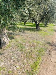 Αγροτεμάχια 22.000 τ.μ. για πώληση, Φθιώτιδας, Λαμία-thumb-9