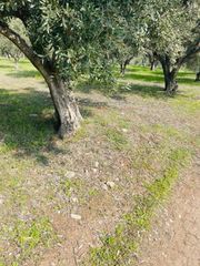 Αγροτεμάχια 22.000 τ.μ. για πώληση, Φθιώτιδας, Λαμία-thumb-10