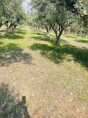 Αγροτεμάχια 22.000 τ.μ. για πώληση, Φθιώτιδας, Λαμία-thumb-12
