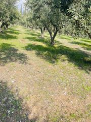 Αγροτεμάχια 22.000 τ.μ. για πώληση, Φθιώτιδας, Λαμία-thumb-13