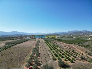 Αγροτεμάχια 6.000 τ.μ. πρός πώληση, Αργολίδα, Μυκήνες-thumb-3
