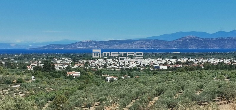 Αγροτεμάχια 12.000 τ.μ. προς πώληση, Καμάρια Ιστιαίας
