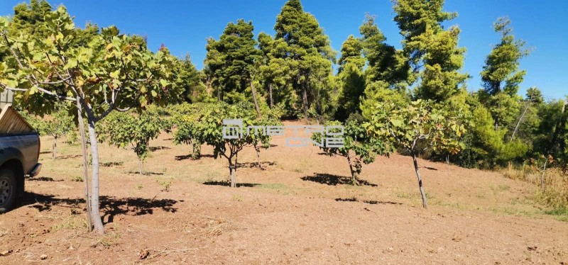 Αγροτεμάχια 12.000 τ.μ. προς πώληση, Καμάρια Ιστιαίας