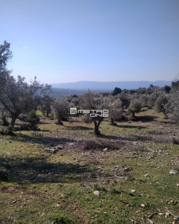 Αγροτεμάχια 3.700 τ.μ. προς πώληση, Γυμνό Αμαρύνθου