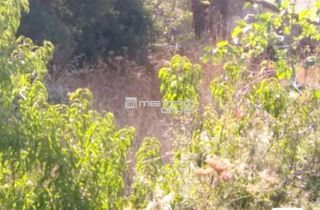 Οικόπεδο 297 τ.μ. για πώληση, Εύβοια, Αμάρυνθος-thumb-3