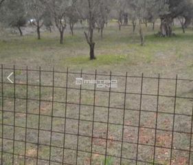 Αγροτεμάχια 1.286 τ.μ. προς πώληση, Σέτα-thumb-1