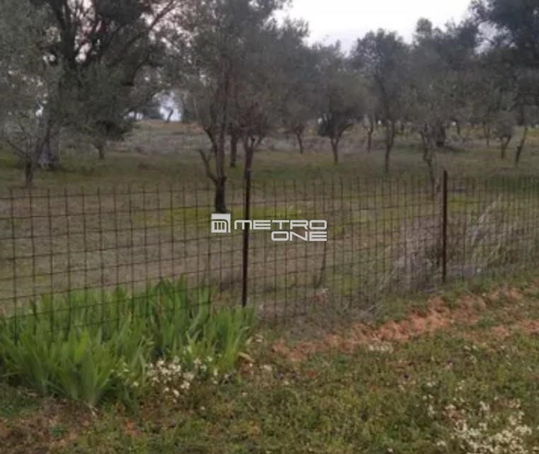 Αγροτεμάχια 1.286 τ.μ. προς πώληση, Σέτα