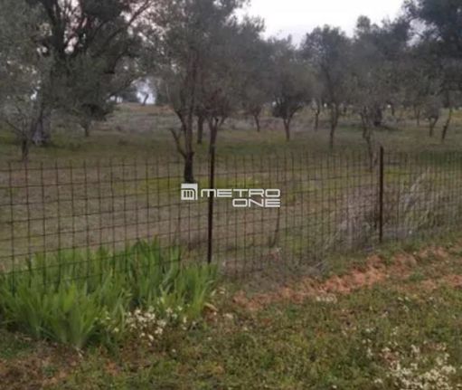 Αγροτεμάχια 1.286 τ.μ. για πώληση, Εύβοια, Αμάρυνθος