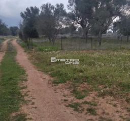 Αγροτεμάχια 1.286 τ.μ. προς πώληση, Σέτα-thumb-3