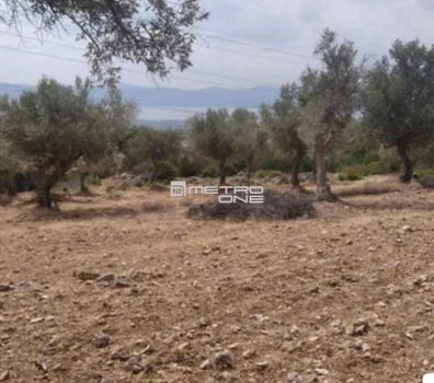 Αγροτεμάχια 4.000τ.μ. για πώληση-Αμάρυνθος » Γυμνό