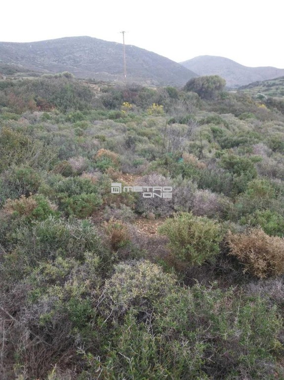Αγροτεμάχια 5.900 τ.μ. προς πώληση, Χώρα Άνδρου