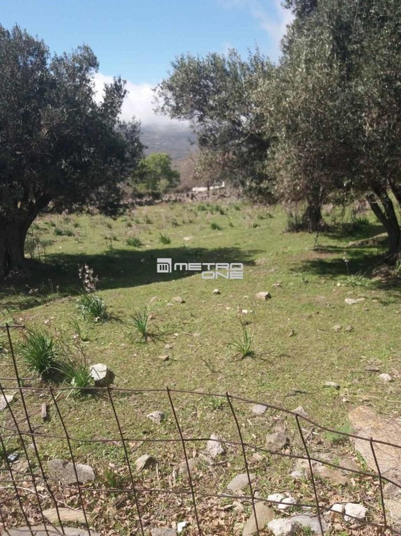 Αγροτεμάχια 6.932 τ.μ. προς πώληση, Χώρα Άνδρου
