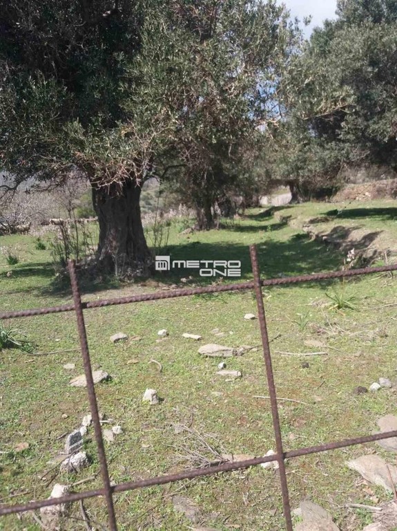 Αγροτεμάχια 6.932 τ.μ. προς πώληση, Χώρα Άνδρου