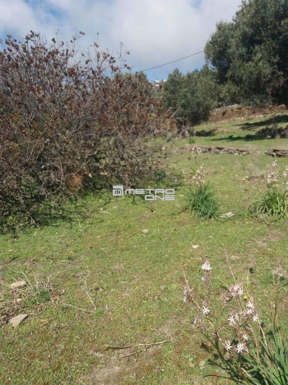 Αγροτεμάχια 6.932 τ.μ. προς πώληση, Χώρα Άνδρου