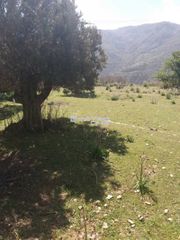 Αγροτεμάχια 6.932 τ.μ. για πώληση