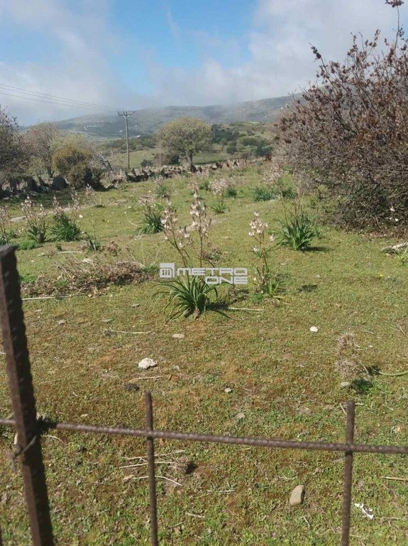 Αγροτεμάχια 6.932 τ.μ. προς πώληση, Χώρα Άνδρου