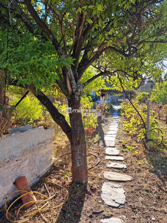 Αγροτεμάχια 4.631 τ.μ. προς πώληση, Χώρα Άνδρου