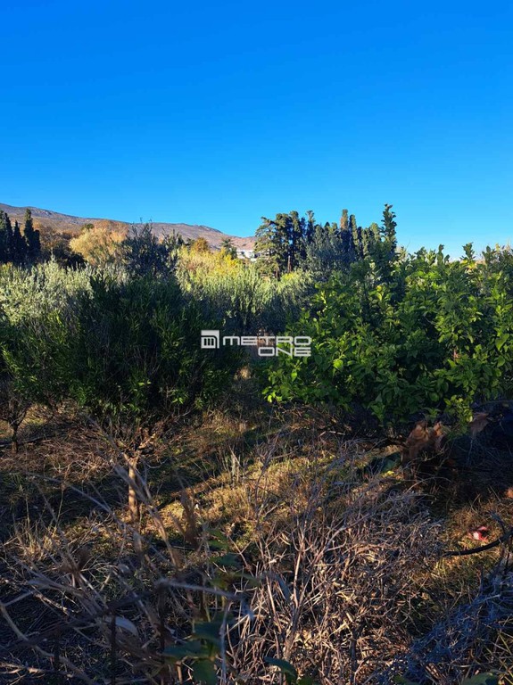 Αγροτεμάχια 4.631 τ.μ. προς πώληση, Χώρα Άνδρου