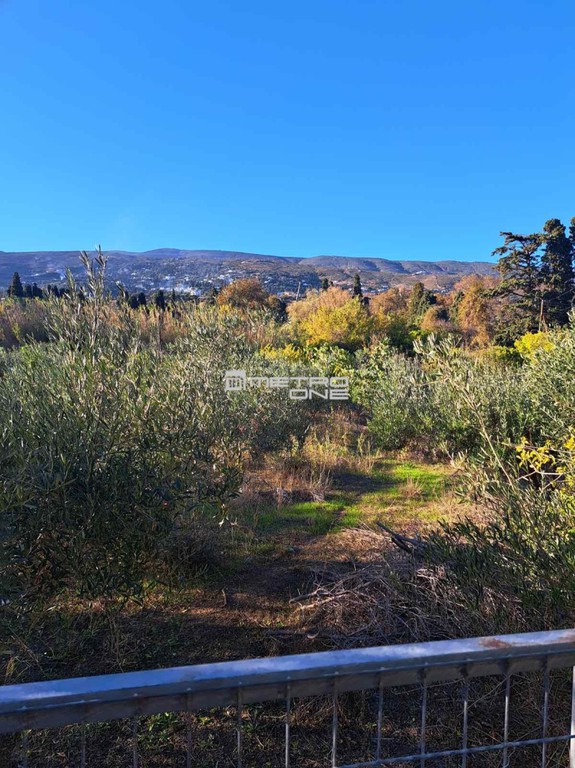 Αγροτεμάχια 6.163 τ.μ. προς πώληση, Χώρα Άνδρου
