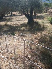 Αγροτεμάχια 1.800 τ.μ. προς πώληση, Χώρα Άνδρου-thumb-4