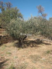 Αγροτεμάχια 1.800 τ.μ. προς πώληση, Χώρα Άνδρου-thumb-14