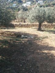 Αγροτεμάχια 1.800 τ.μ. προς πώληση, Χώρα Άνδρου-thumb-16