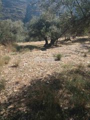 Αγροτεμάχια 1.800 τ.μ. προς πώληση, Χώρα Άνδρου-thumb-9