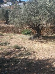 Αγροτεμάχια 1.800 τ.μ. προς πώληση, Χώρα Άνδρου-thumb-7