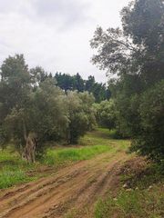 Οικόπεδο 821 τ.μ. για πώληση, Χαλκιδική, Παλλήνη-thumb-7