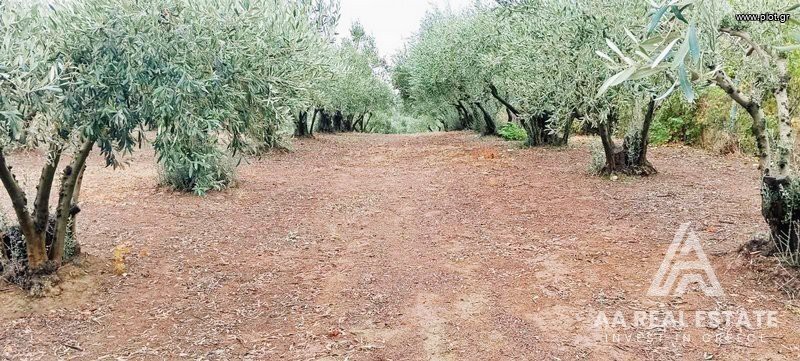 Οικόπεδο 1.500 τ.μ. πρός πώληση, Ν. Πιερίας, Μεθώνη
