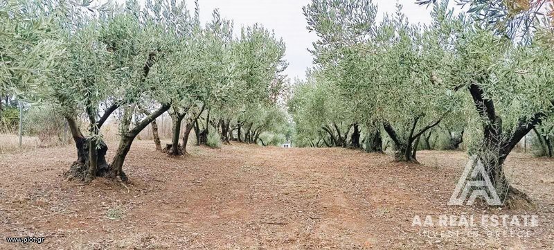 Οικόπεδο 1.500 τ.μ. πρός πώληση, Ν. Πιερίας, Μεθώνη