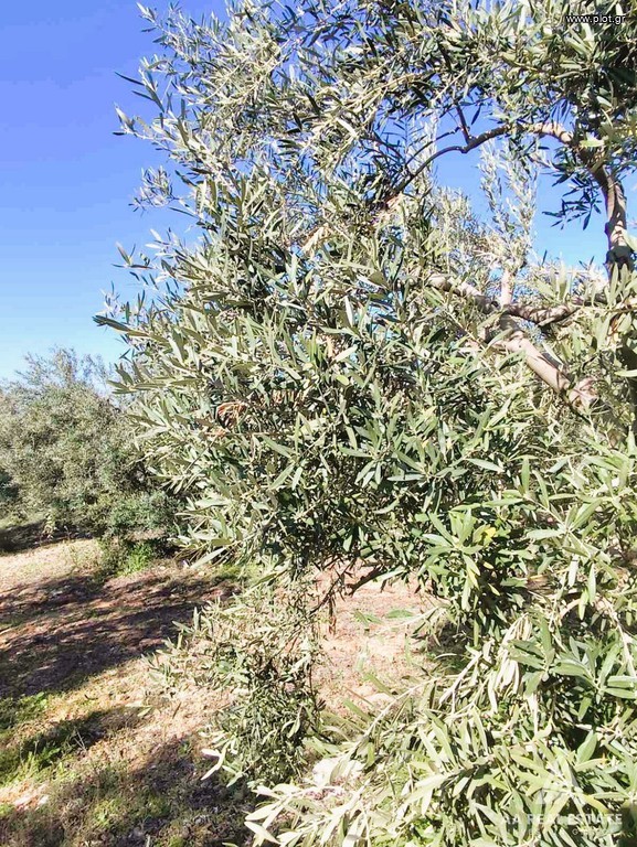 Αγροτεμάχια 56.668 τ.μ. πρός πώληση, Χαλκιδική, Πολύγυρος