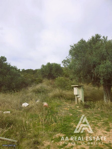 Αγροτεμάχια 13.556 τ.μ. πρός πώληση, Χαλκιδική, Πολύγυρος