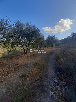 Land plot 37.000 sqm for sale