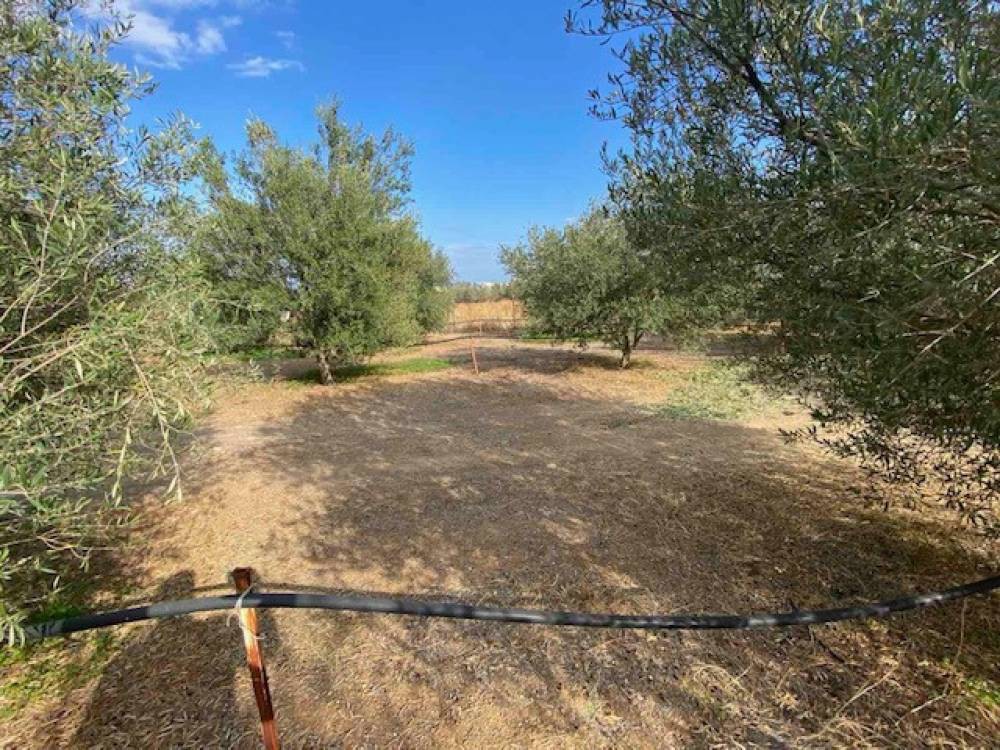 Οικόπεδο 8.070 τ.μ. πρός πώληση, Κορινθία, Σικυώνα