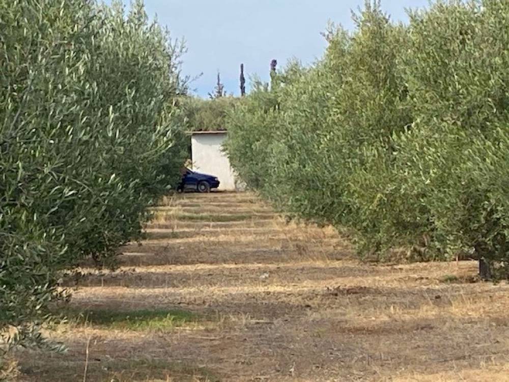 Οικόπεδο 8.070 τ.μ. πρός πώληση, Κορινθία, Σικυώνα