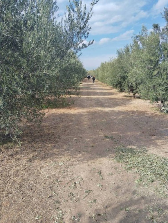 Οικόπεδο 8.070 τ.μ. πρός πώληση, Κορινθία, Σικυώνα