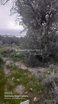 Land plot 7.000sqm for sale-Ierapetra » Kalogeroi