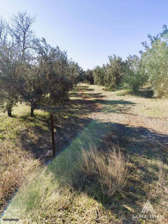 Αγροτεμάχια 4.717 τ.μ. προς πώληση, Χαλκιδική, Τριγλία